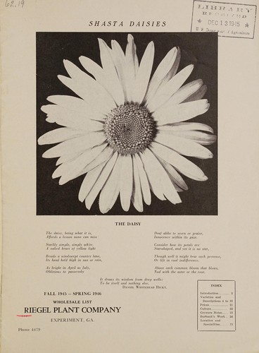 Cover for Shasta daisies