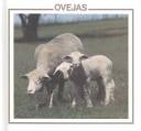 Cover for Ovejas