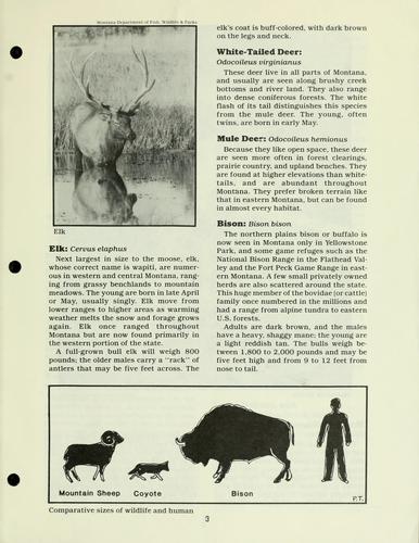Cover for Wildlife.