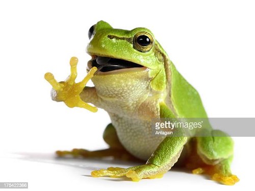 Cover for The life cycle of a frog