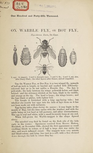 Cover for Ox Warble fly or Bot fly