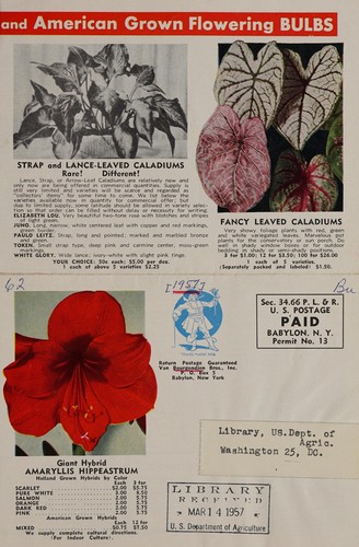 Cover for Giant hybrid amaryllis hippeastrum