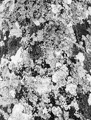 Cover for Botanic Architectural Form Skin Textures