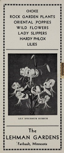 Cover for Choice rock gardens plants, oriental poppies, wild flowers, lady slippers, hardy phlox, lilies