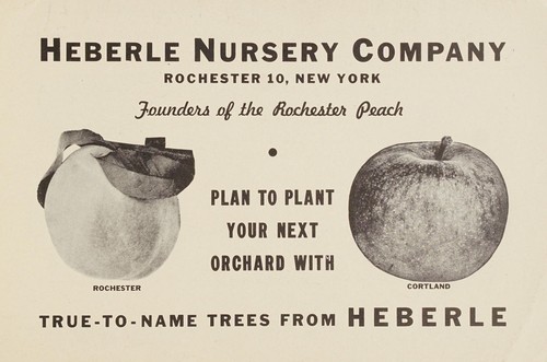 Cover for Plan to plant your next orchard with true-to-name trees from Heberle