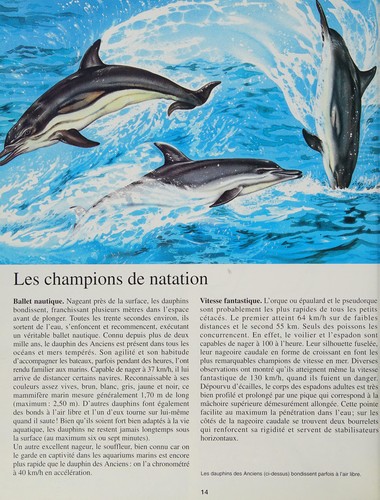 Cover for Les animaux champions