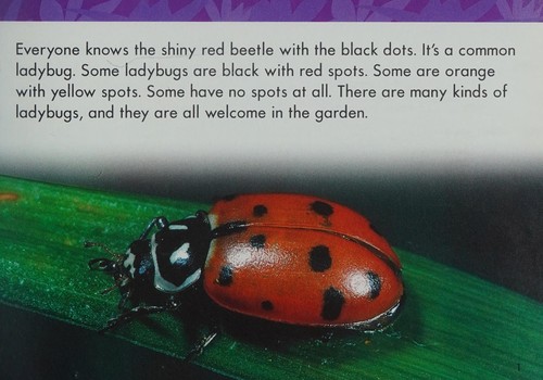 Cover for Lady Bug (Life Cycles)