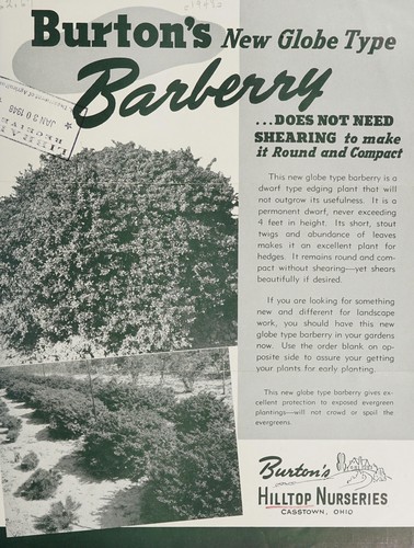 Cover for Burton's new globe type barberry