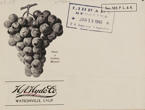 Cover for Plant a golden muscat