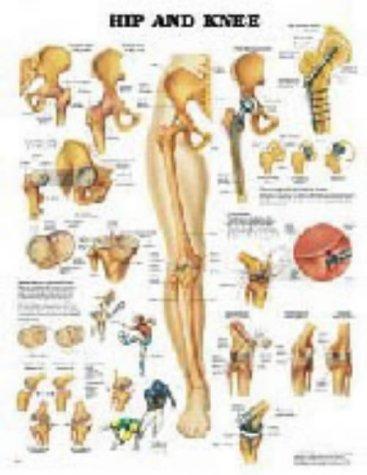 Cover for Hip & Knee Chart