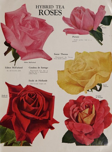 Cover for Roses