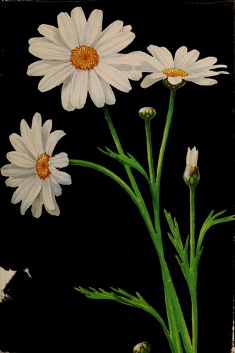 Cover for Pyrethrum flowers