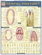 Cover for Dental Anatomy (Quickstudy: Academic)
