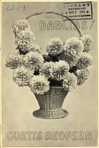 Cover for Dahlias! 1929 introduction