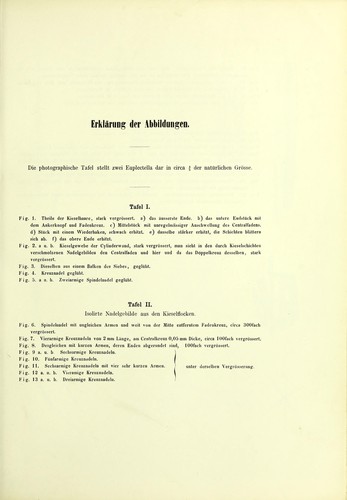Cover for Ueber Euplectella aspergillum