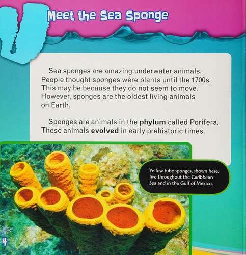 Cover for Sponges